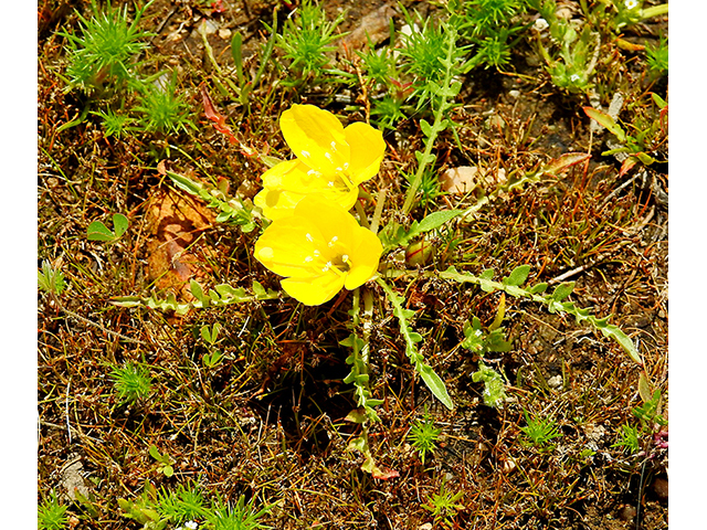 Camissonia tanacetifolia (Tansyleaf evening-primrose) #87744