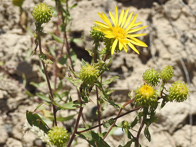 Grindelia squarrosa (Curlycup gumweed) #87755