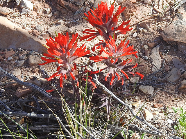 Castilleja angustifolia var. dubia (Showy northwestern indian-paintbrush) #87759