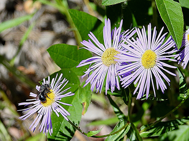 Erigeron speciosus (Aspen fleabane) #87760