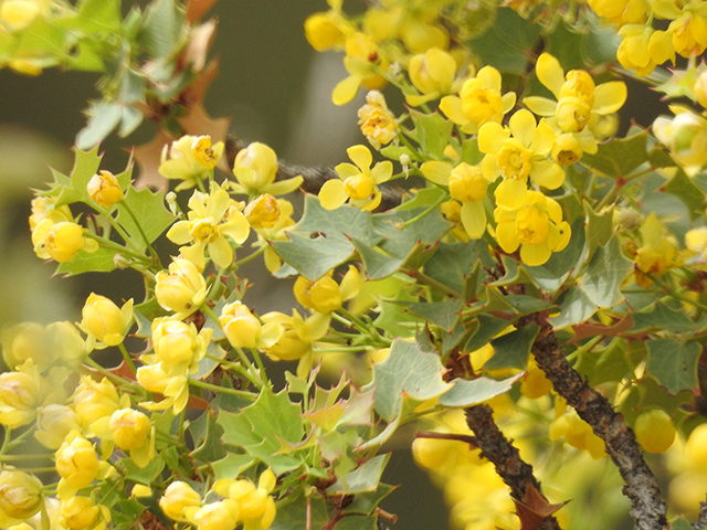 Mahonia fremontii (Fremont's mahonia) #87762