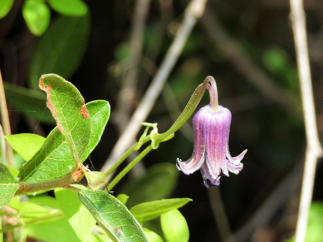 Clematis pitcheri var. pitcheri (Bluebill) #87770