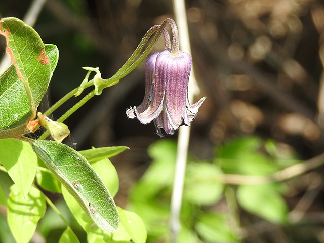 Clematis pitcheri var. pitcheri (Bluebill) #87772