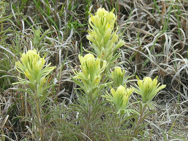 Castilleja purpurea var. citrina (Lemon paintbrush) #87774