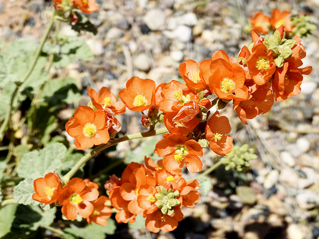 Sphaeralcea munroana (Munro's globemallow) #87778