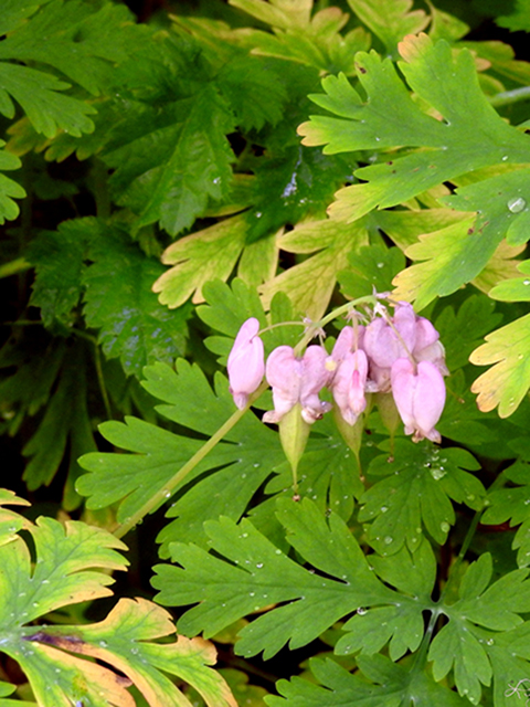 Dicentra formosa ssp. formosa (Pacific bleeding heart) #87780