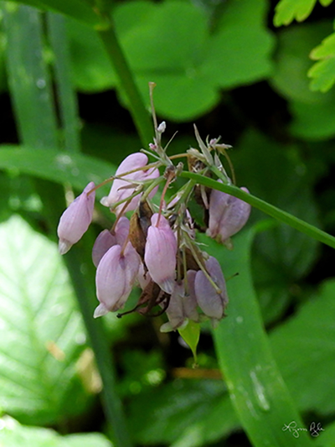 Dicentra formosa ssp. formosa (Pacific bleeding heart) #87782