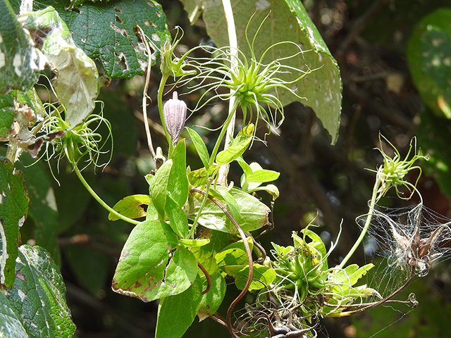 Clematis pitcheri var. pitcheri (Bluebill) #87785