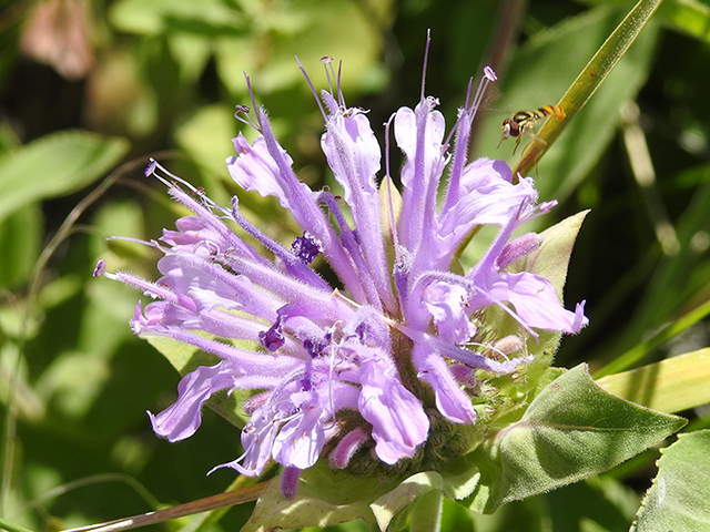 Monarda fistulosa var. menthifolia (Mintleaf bergamot) #87798