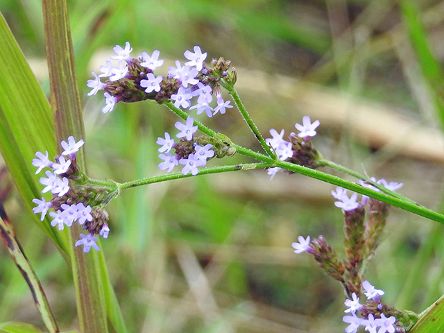 Verbena hastata var. hastata (Swamp verbena) #87809