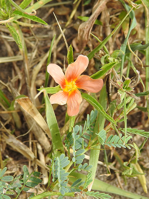 Sida ciliaris (Bracted fanpetals) #87811