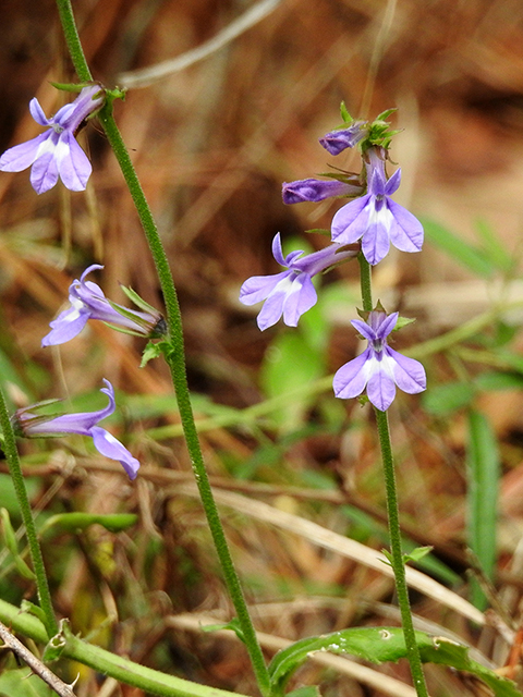 Lobelia puberula (Downy lobelia) #87815