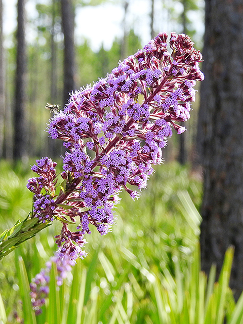 Carphephorus paniculatus (Hairy chaffhead) #87822