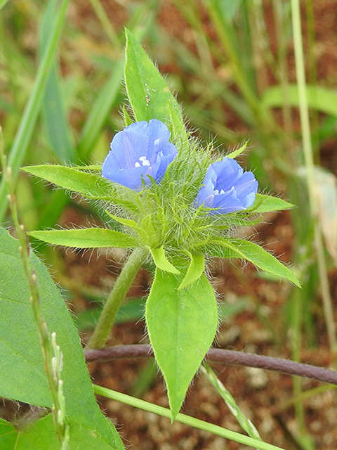 Jacquemontia tamnifolia (Hairy clustervine) #87823