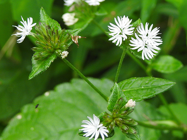 Elephantopus carolinianus (Carolina elephantsfoot) #87829