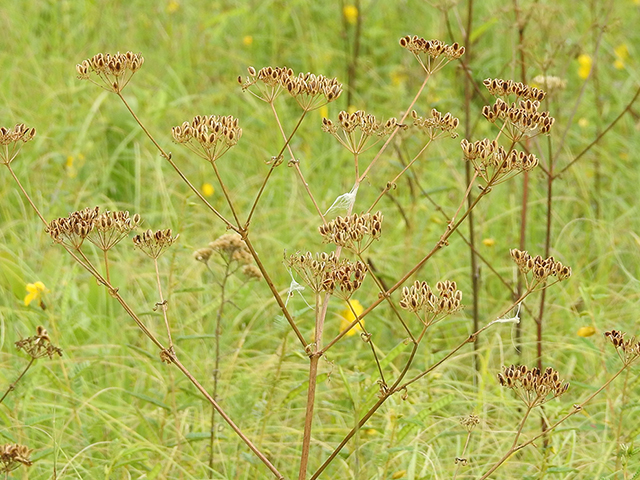 Polytaenia texana (Texas prairie parsley) #87839