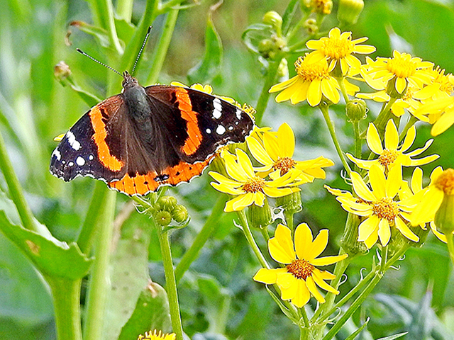 Senecio ampullaceus (Texas ragwort) #87841