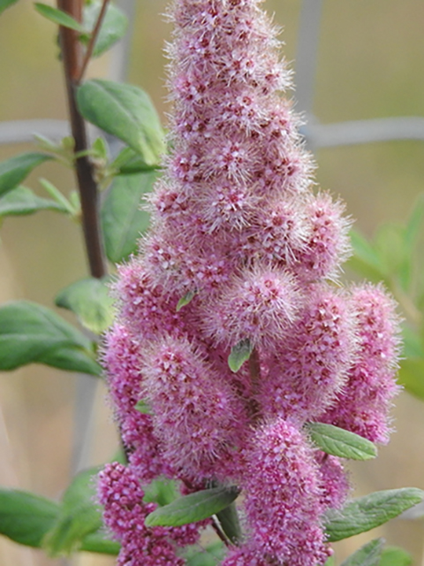 Spiraea douglasii var. douglasii (Rose spirea) #87842