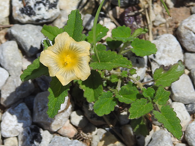 Sida abutifolia (Spreading fanpetals) #87843