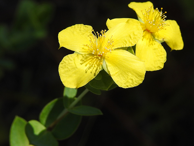 Hypericum tetrapetalum (Fourpetal st. john's-wort) #87845