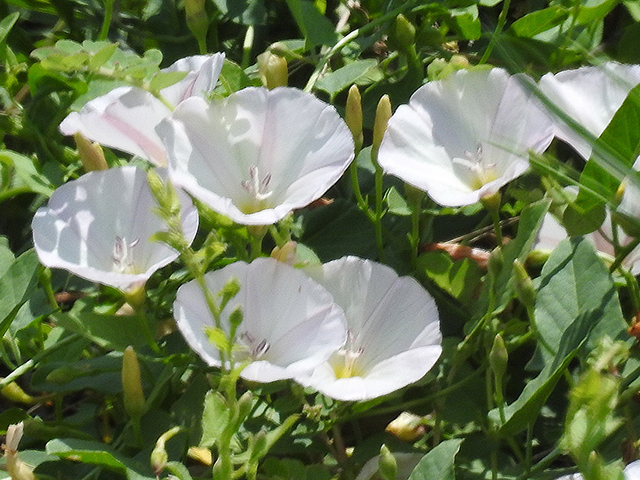 Stylisma humistrata (Southern dawnflower) #87848