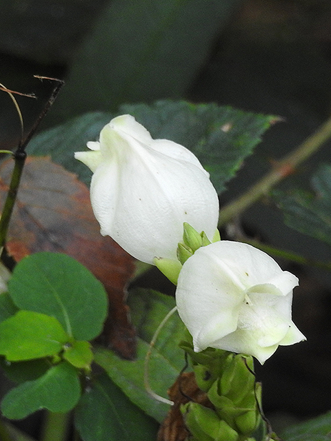 Chelone glabra (White turtlehead) #87856