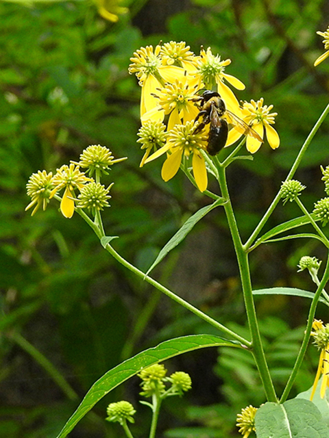 Verbesina alternifolia (Wingstem) #87857