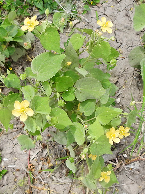 Bastardia viscosa (Viscid mallow) #88054