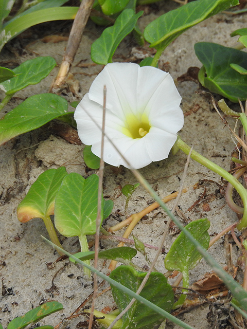 Ipomoea imperati (Beach morning-glory) #88055