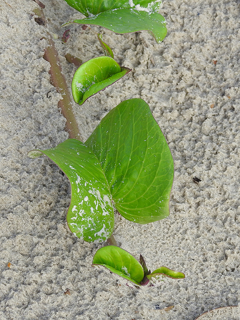 Ipomoea imperati (Beach morning-glory) #88056