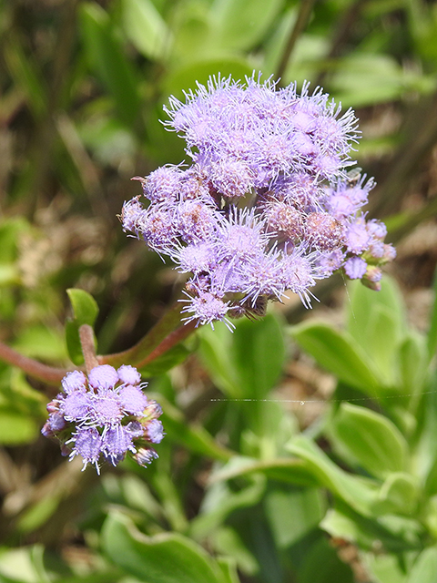 Conoclinium betonicifolium (Betonyleaf thoroughwort) #88058