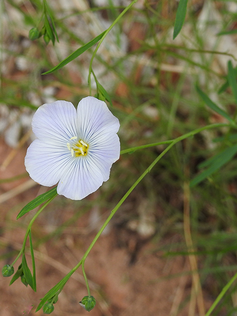 Linum lewisii (Wild blue flax) #88059