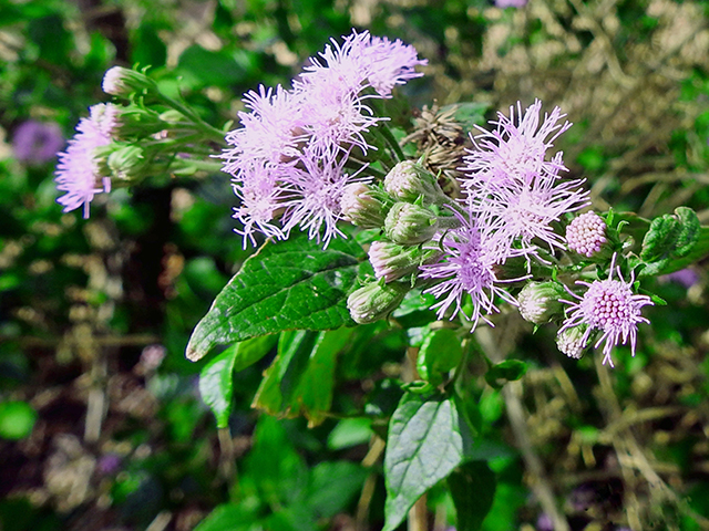 Conoclinium coelestinum (Blue mistflower) #88060