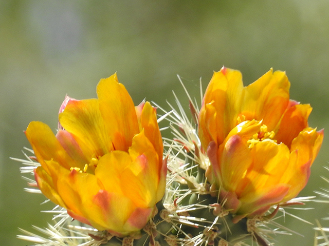 Cylindropuntia acanthocarpa (Buck-horn cholla) #88064