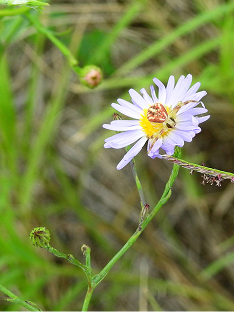 Symphyotrichum expansum (Southwestern annual saltmarsh aster) #88076