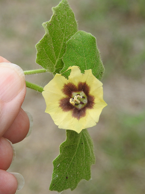 Physalis pubescens (Husk tomato) #88082