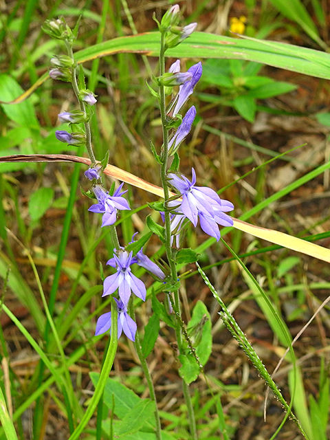 Lobelia puberula (Downy lobelia) #88083