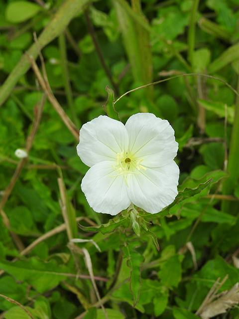 Oenothera engelmannii (Engelmann's evening-primrose) #88090