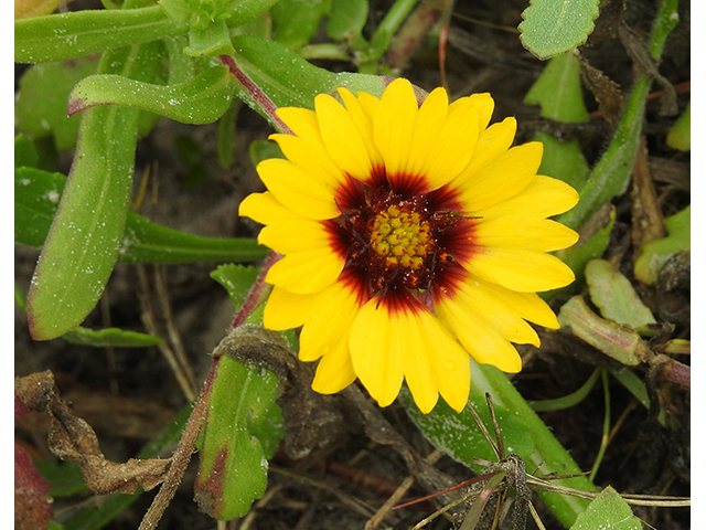 Gaillardia pulchella var. picta (Indian blanket) #88097