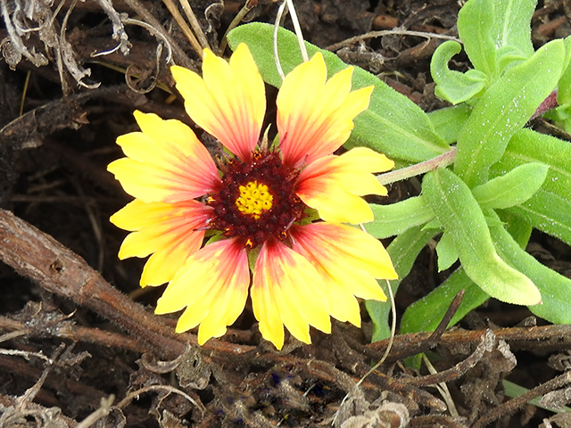 Gaillardia pulchella var. picta (Indian blanket) #88098