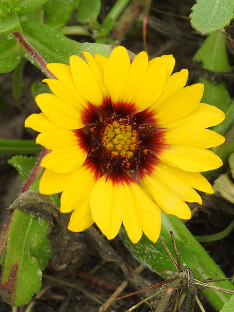 Gaillardia pulchella var. picta (Indian blanket) #88099