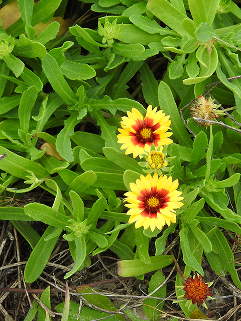 Gaillardia pulchella var. picta (Indian blanket) #88100