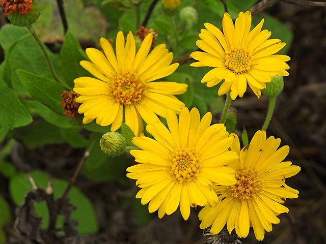 Heterotheca subaxillaris (Camphorweed) #88101