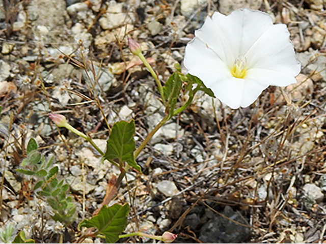 Calystegia sepium ssp. angulata (Hedge false bindweed) #88103