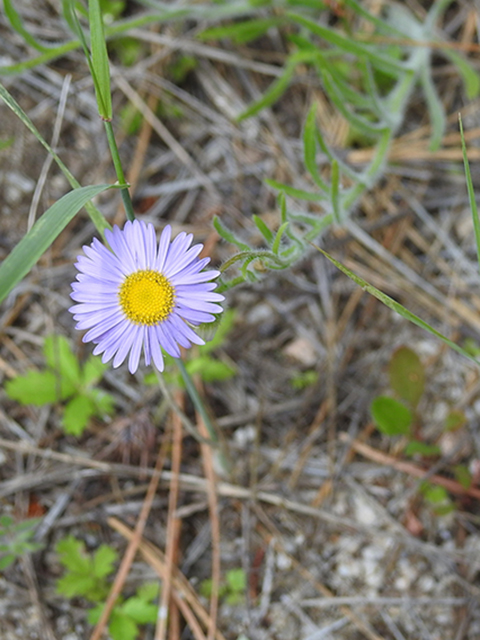 Machaeranthera canescens (Hoary tansyaster) #88104