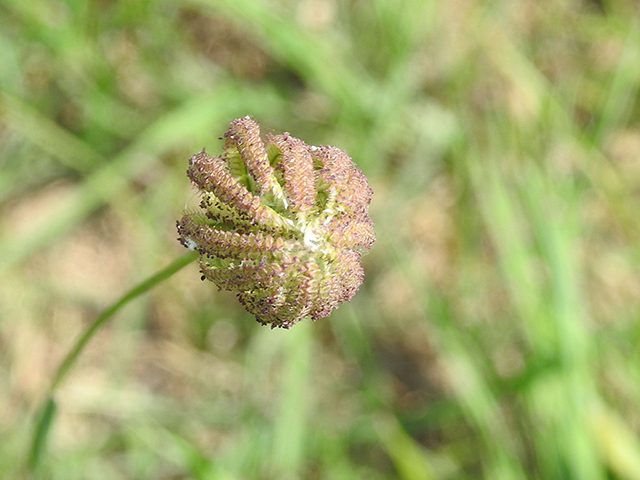 Chloris cucullata (Hooded windmill grass) #88105