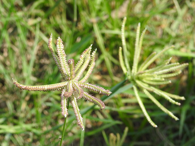 Chloris cucullata (Hooded windmill grass) #88106