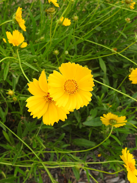 Coreopsis lanceolata (Lanceleaf coreopsis) #88111