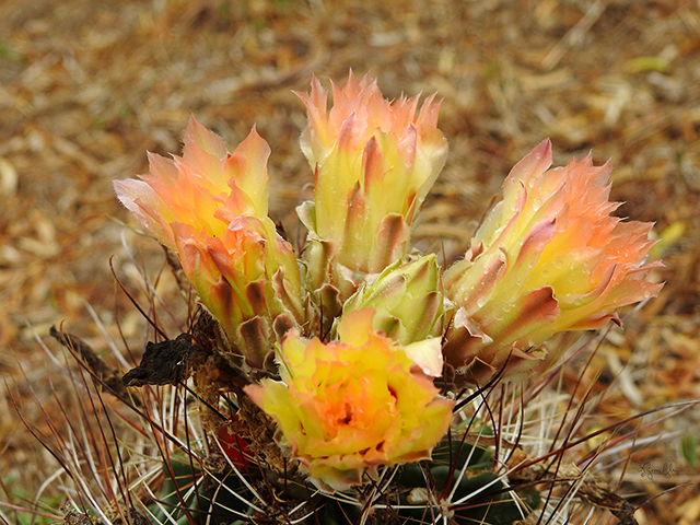 Thelocactus setispinus (Miniature barrel cactus) #88116