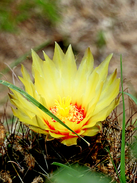 Thelocactus setispinus (Miniature barrel cactus) #88117